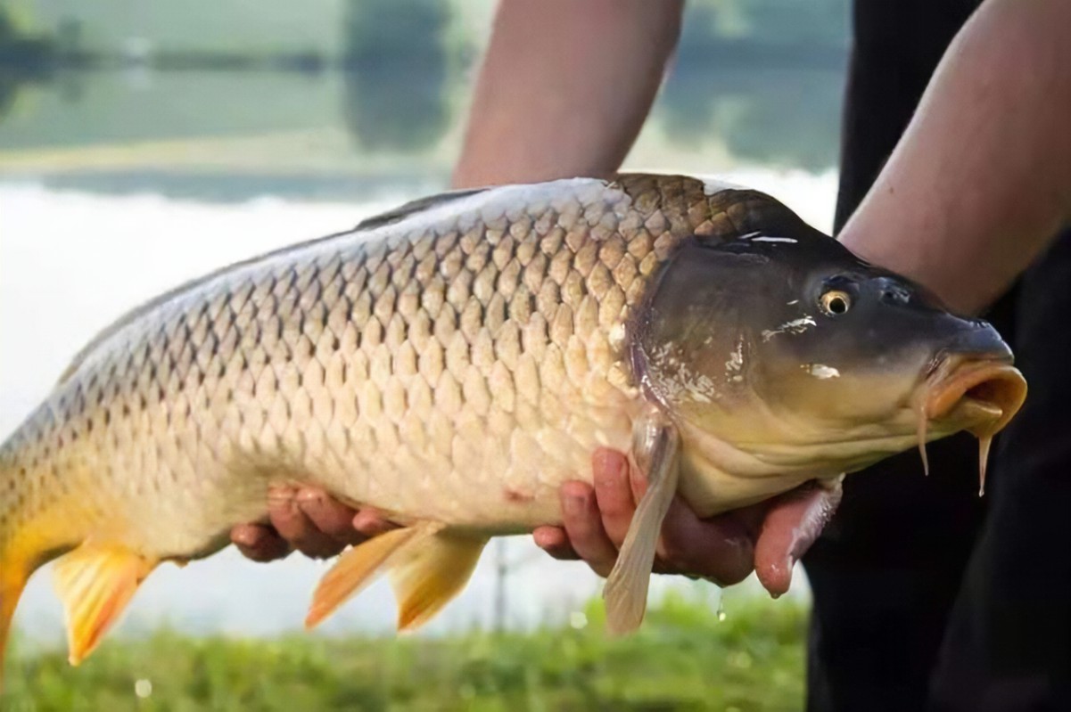 礼泉|渔乐杂谈：垂钓鲤鱼，南北方有哪些差异？