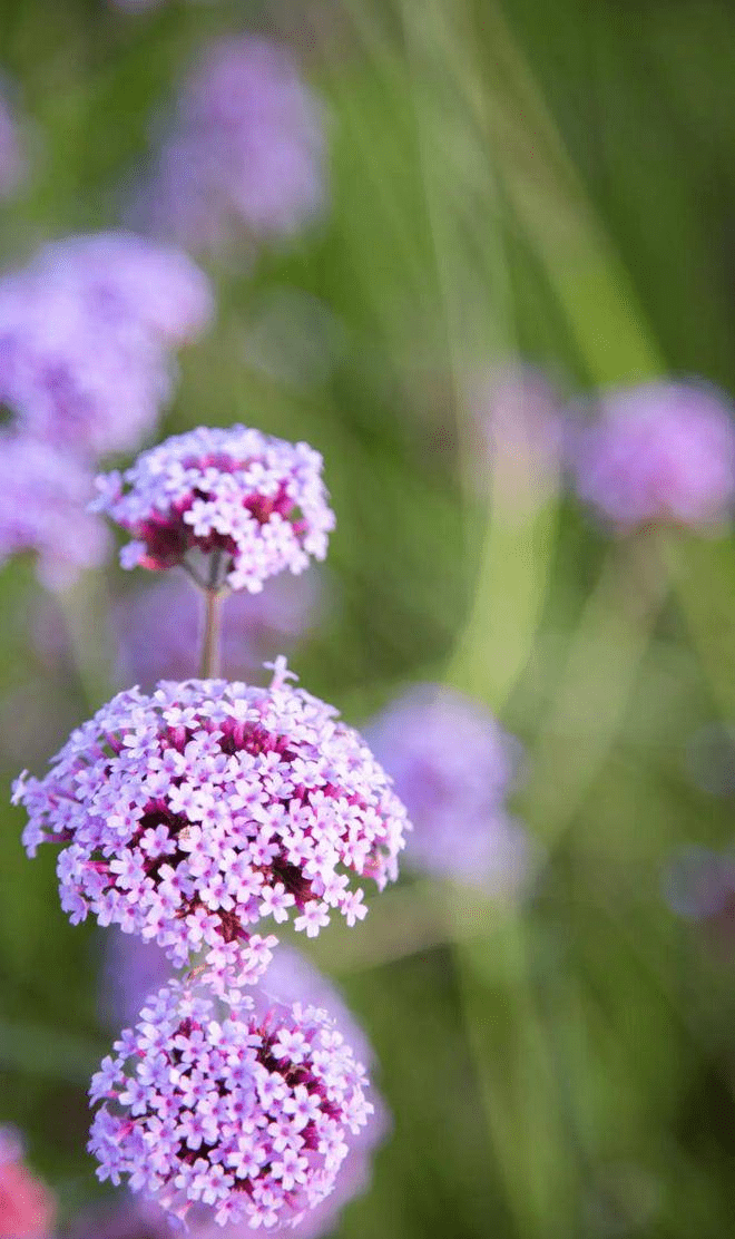 杭州|“康巴什之秋” 颇有姿色,最令人向往的城市,带你一起去看秋色