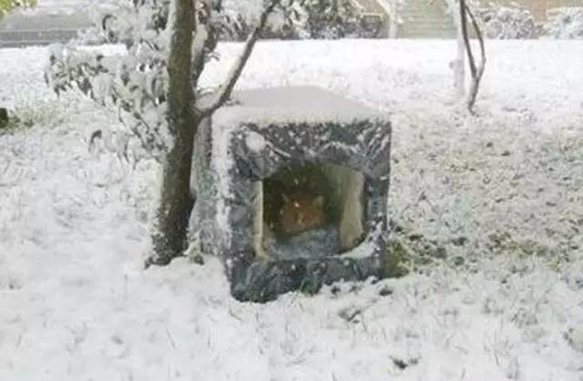 “在冬天，10只流浪猫会有6只死掉！”