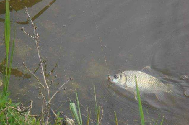 塞尔达传说|开春钓鱼做好这几点工作,不会打空,爆盆多少看盆有多大