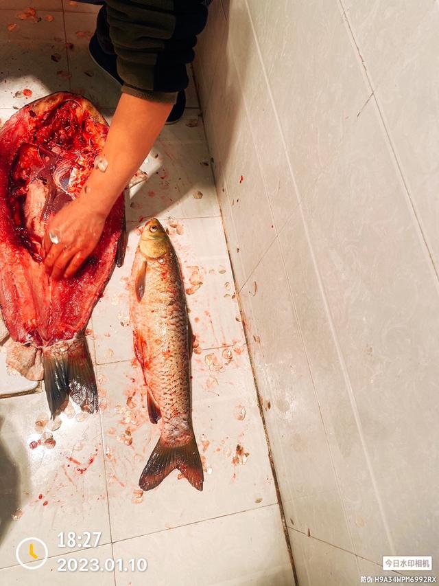 |2023·01·10·专注单竿又该得瑟一下了!