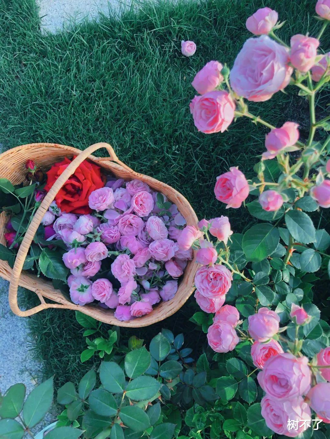 张馨予|离开李晨8年后，她凭借4000万后花园再度翻红：我再也不羡慕李子柒了！