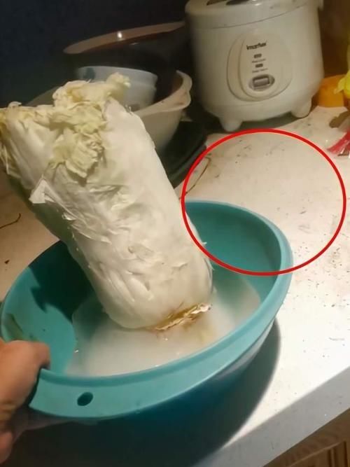 草根|从一夜爆红到身败名裂，“现出原形”的阿宝，到底做了啥？