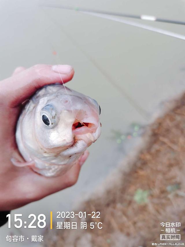 鱼塘|鱼儿身残志坚,人生亦如此!