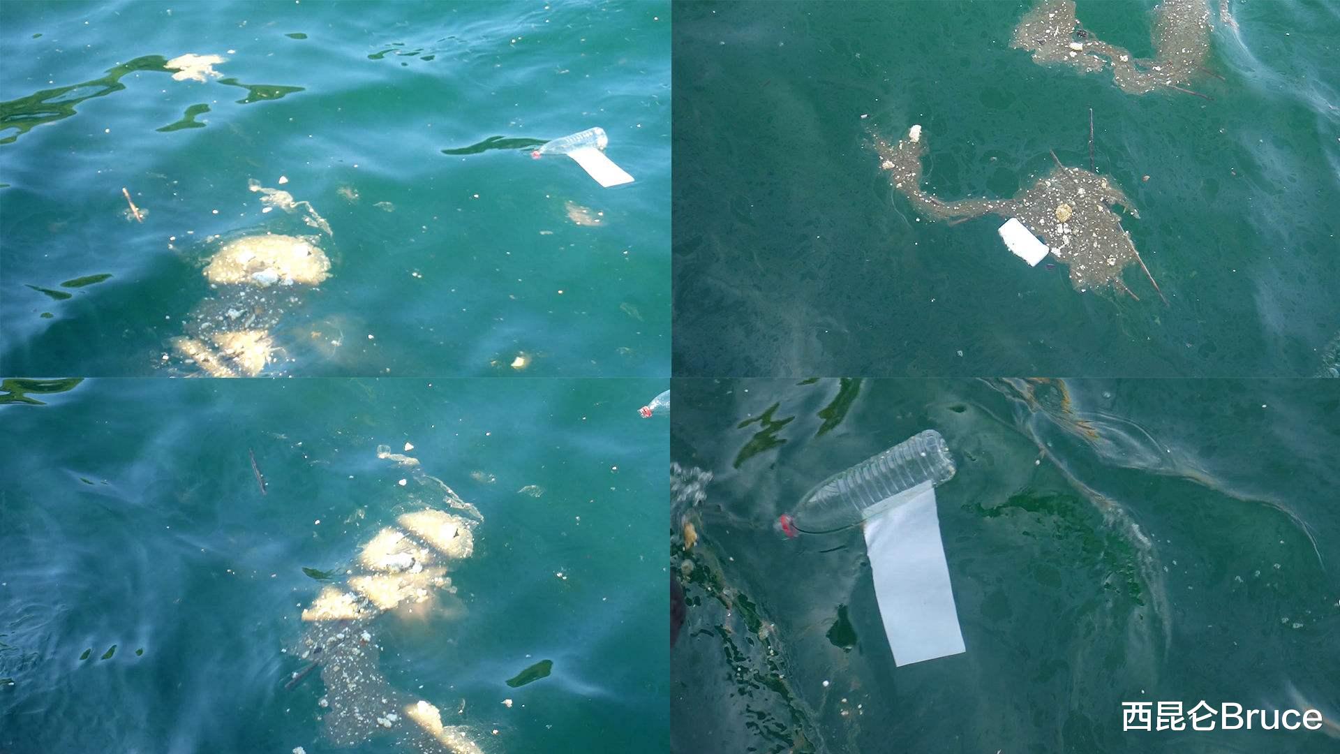 鲍鱼成濒危物种!10%海洋生物有灭绝危险,网友:佛跳墙没灵魂了
