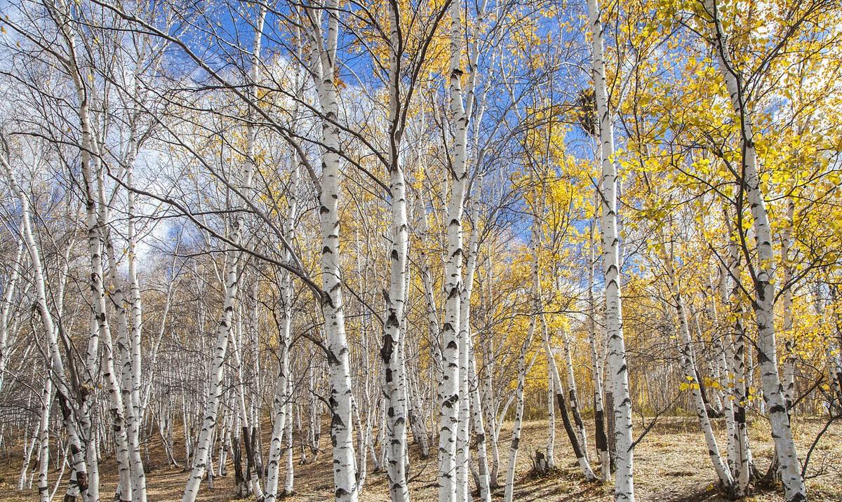 只此青绿|在梁晓声的回忆文章《我的初恋》中，兵团知青不能公开谈恋爱