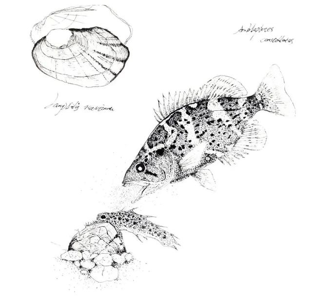 美丽|没想到，不会动的河蚌，原来是个会钓鱼的大骗子