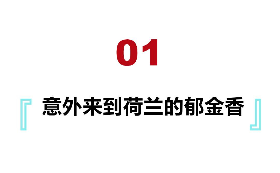 荷兰“郁金香泡沫”:美梦破灭时,无数人倾家荡产