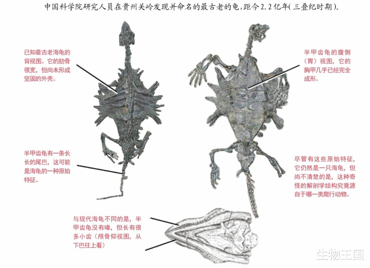 乌龟的硬壳怎么来的?科学家百思不得其解,成进化论的终极bug