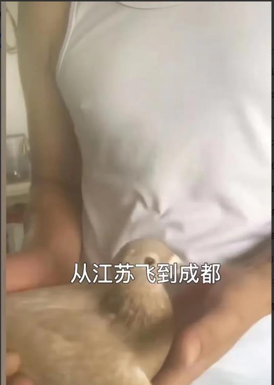 四川成都,一小哥把自己养的鸽子卖到了江苏,可万万没想到,交易完成货还在!