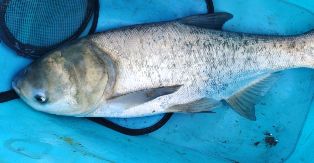 |小综合钓什么鱼?钓什么鱼手感最佳?