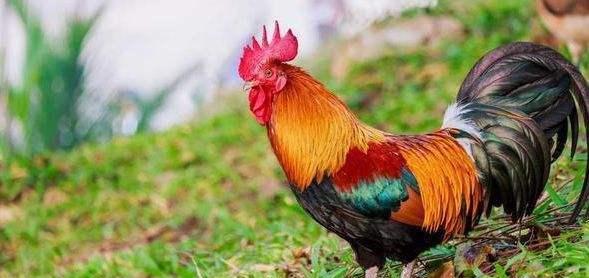 四川省|四川一男子水库里野钓，鱼一条没有却意外收获了一只鸡，咋回事？