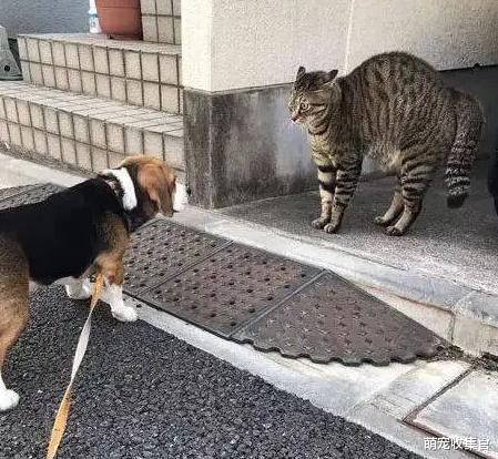 摸一下就弓背,猫咪身上的这个有趣的开关,你知道吗