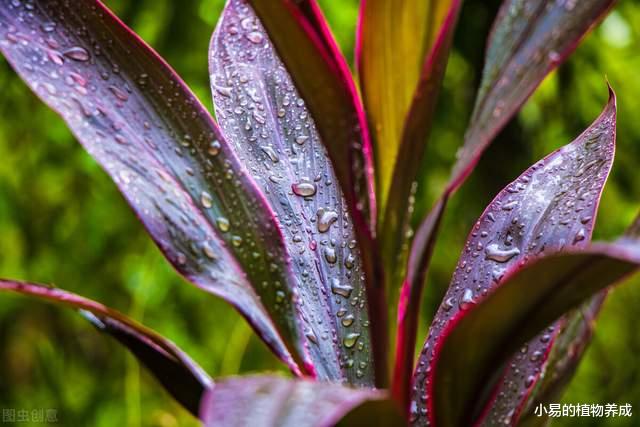 新装修的房子，一定要养的几种“盆栽”，堪称天然空气净化机