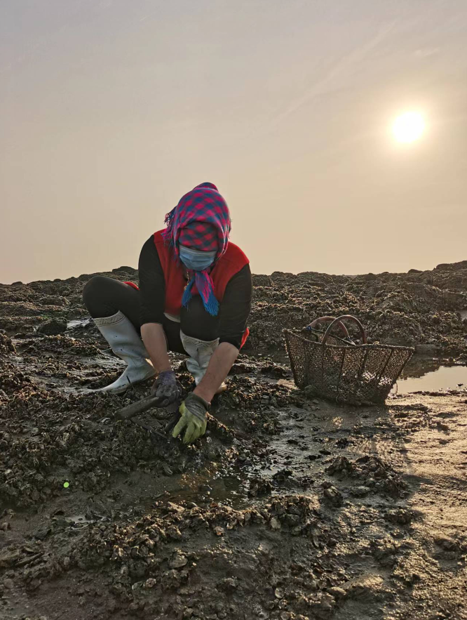 欧洲旅游|?超震撼！1500亩 庄河石城岛现成片海蛎子海滩