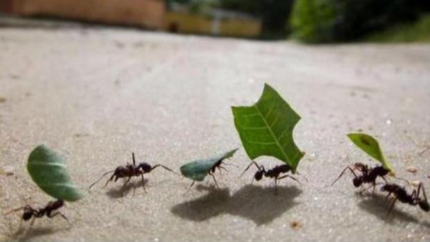 在我们眼中勤劳的蚂蚁会不会偷懒呢？为什么？