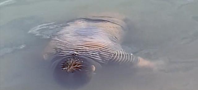 广西|广西男子钓鱼钓了一个人，报警后淡定垂钓，网友：钓鱼界最强男人