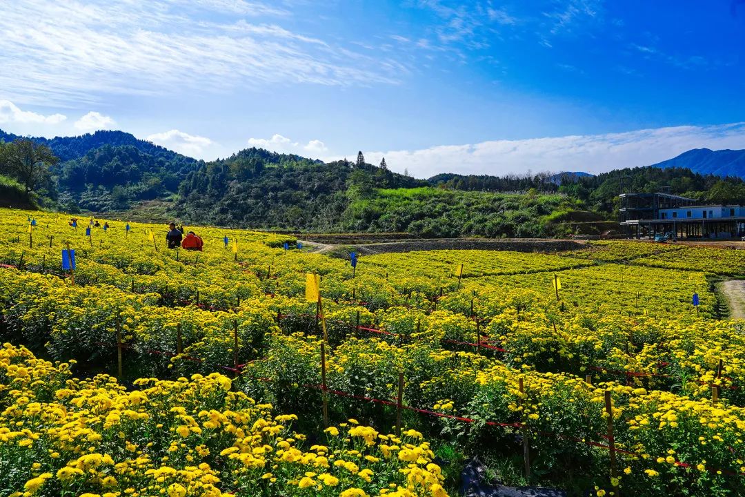 |再浪的年轻人,都抵挡不住温汤的“养生诱惑”!