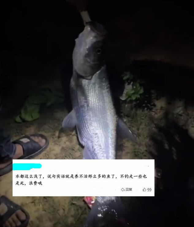 鄱阳湖|鄱阳湖：滩涂浅水中大群翘嘴鱼清晰可见，钓鱼人：禁钓区，不敢钓