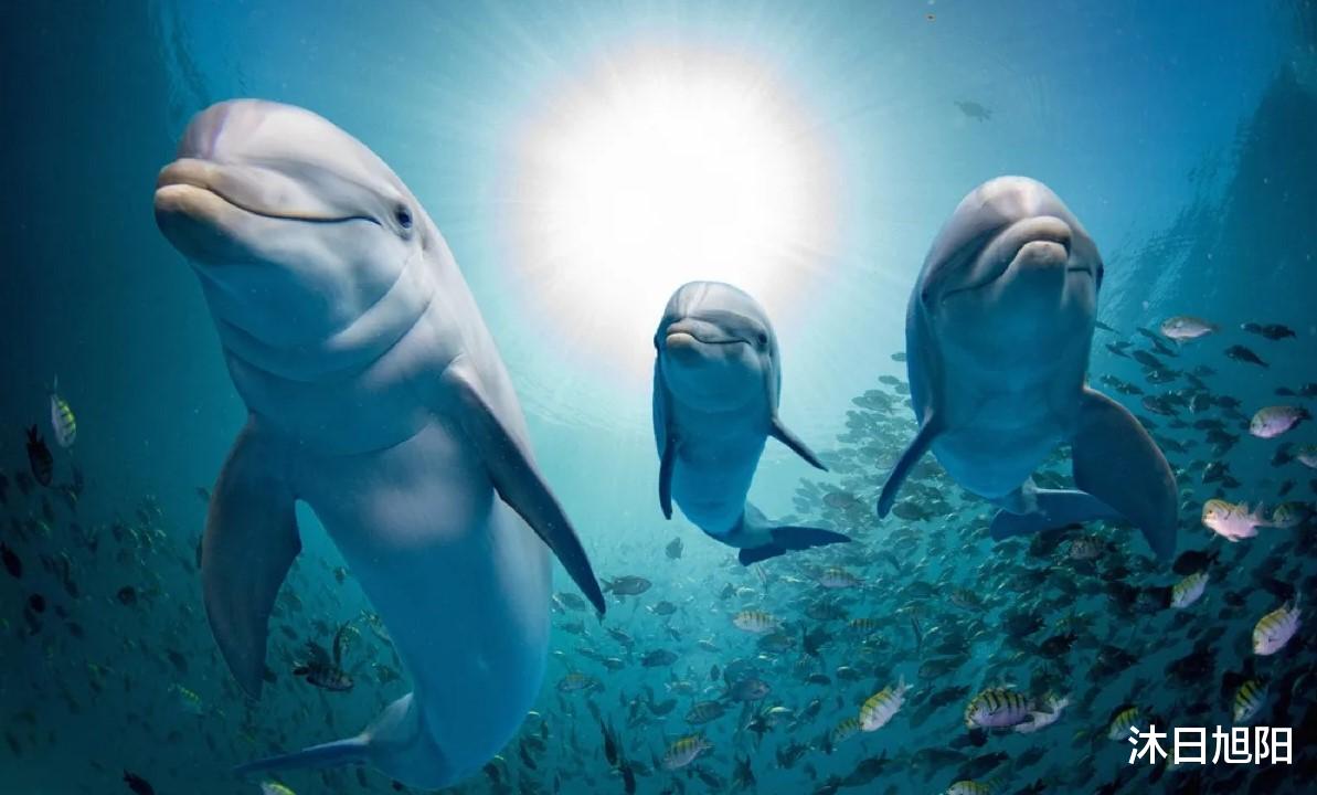 33年杀死3人,海豚的微笑?其实是全世界最残忍的骗局