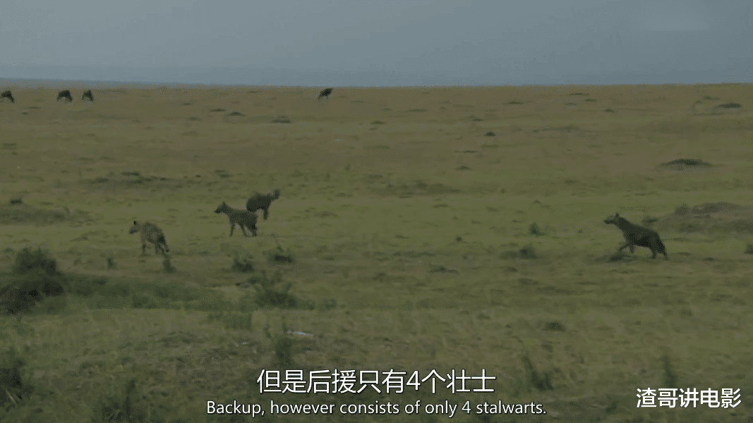 狮王被兄弟戴绿帽子,跑鬣狗老巢乱杀泄愤,场面残忍至极!纪录片