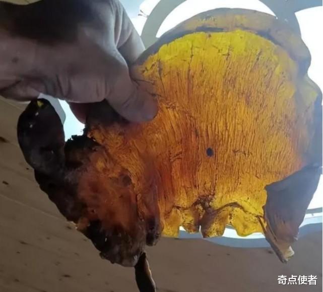浙江男子找到50年前的鱼胶,如今价值上百万,专家:可作传家宝