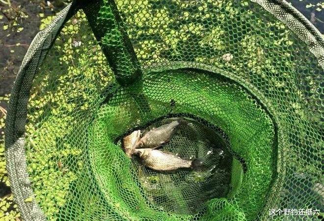 |上鱼窗口期有变？你选对出钓时间了吗？总没口，没摸清鱼情是硬伤