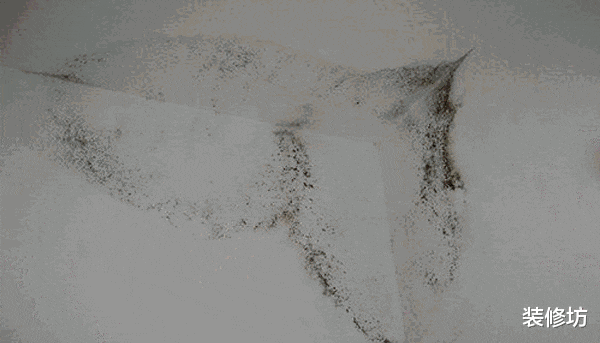 家中墙面霉菌“疯狂”生长?偷偷教你2招,霉斑再多也不怕!