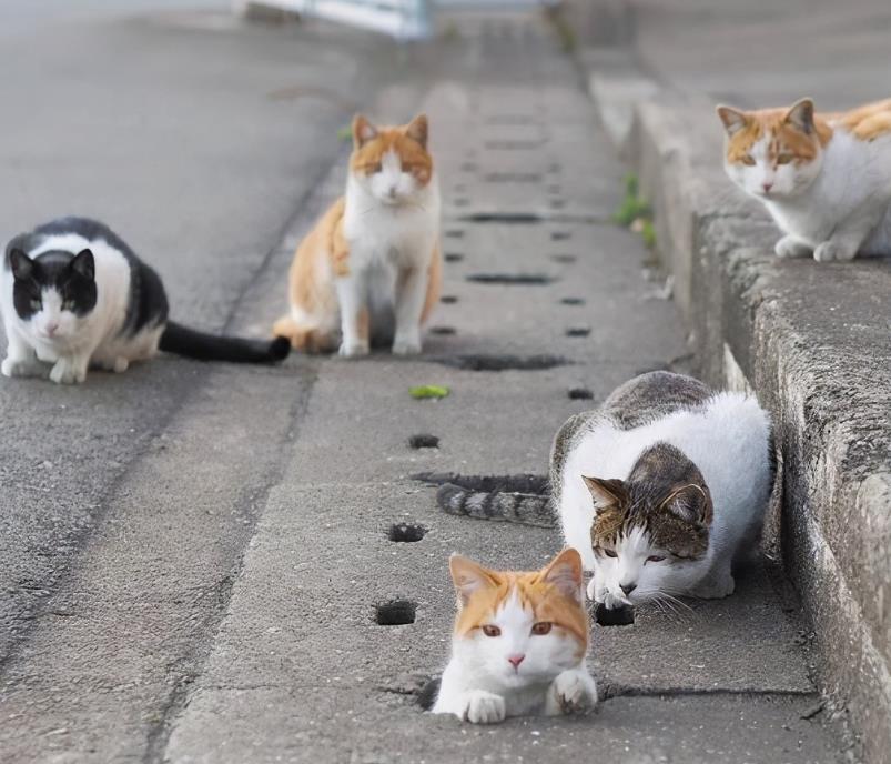 为啥猫交配时,叫声异常凄惨?人类和猫之间有何不同?