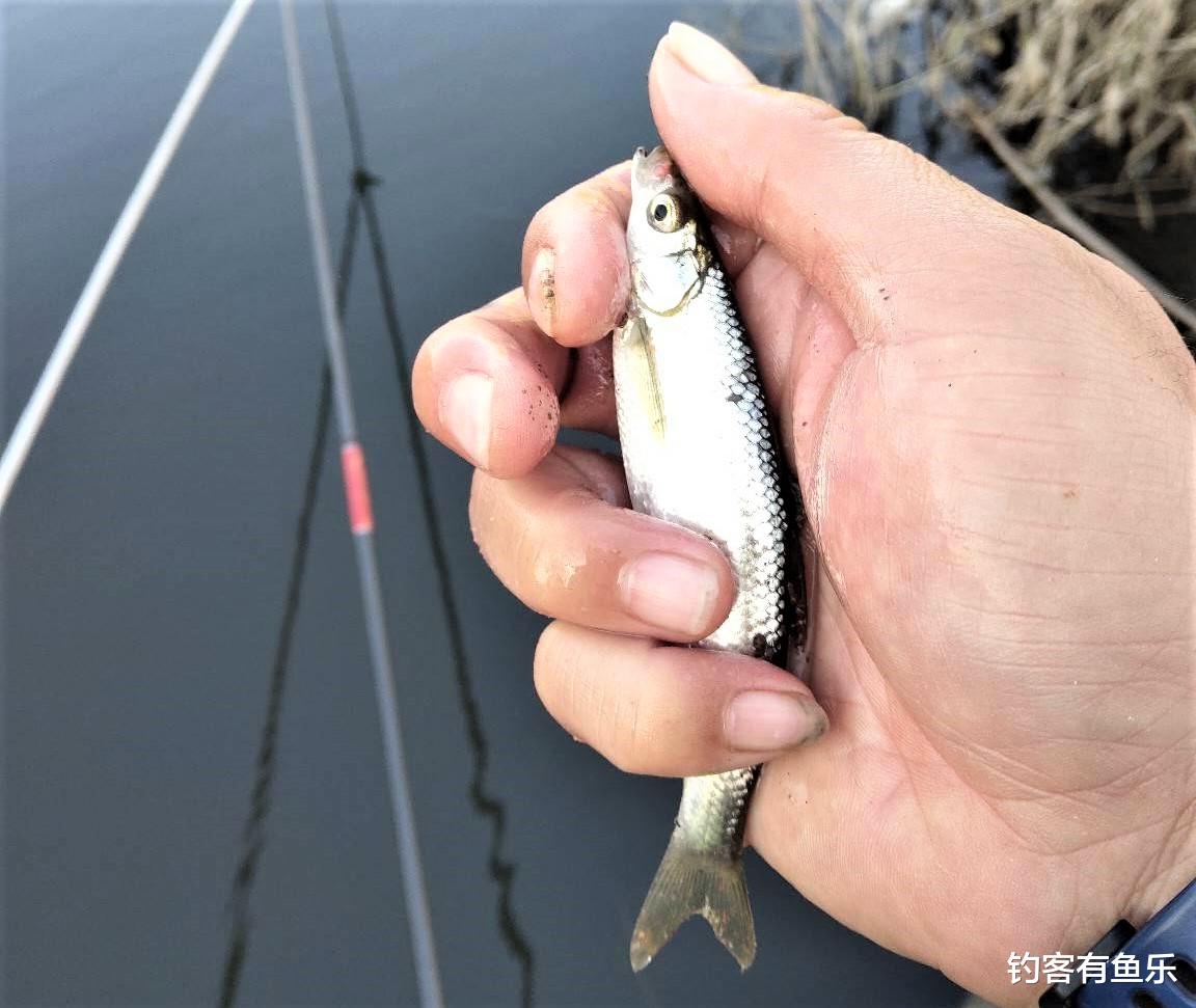 饵料|钓鱼“观漂识鱼”，弄懂这几种疑难漂相，可增加扬竿中鱼率