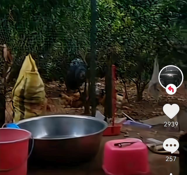 |全红婵家改善伙食！哥哥为家人准备美餐，妈妈翘着二郎腿满脸期待