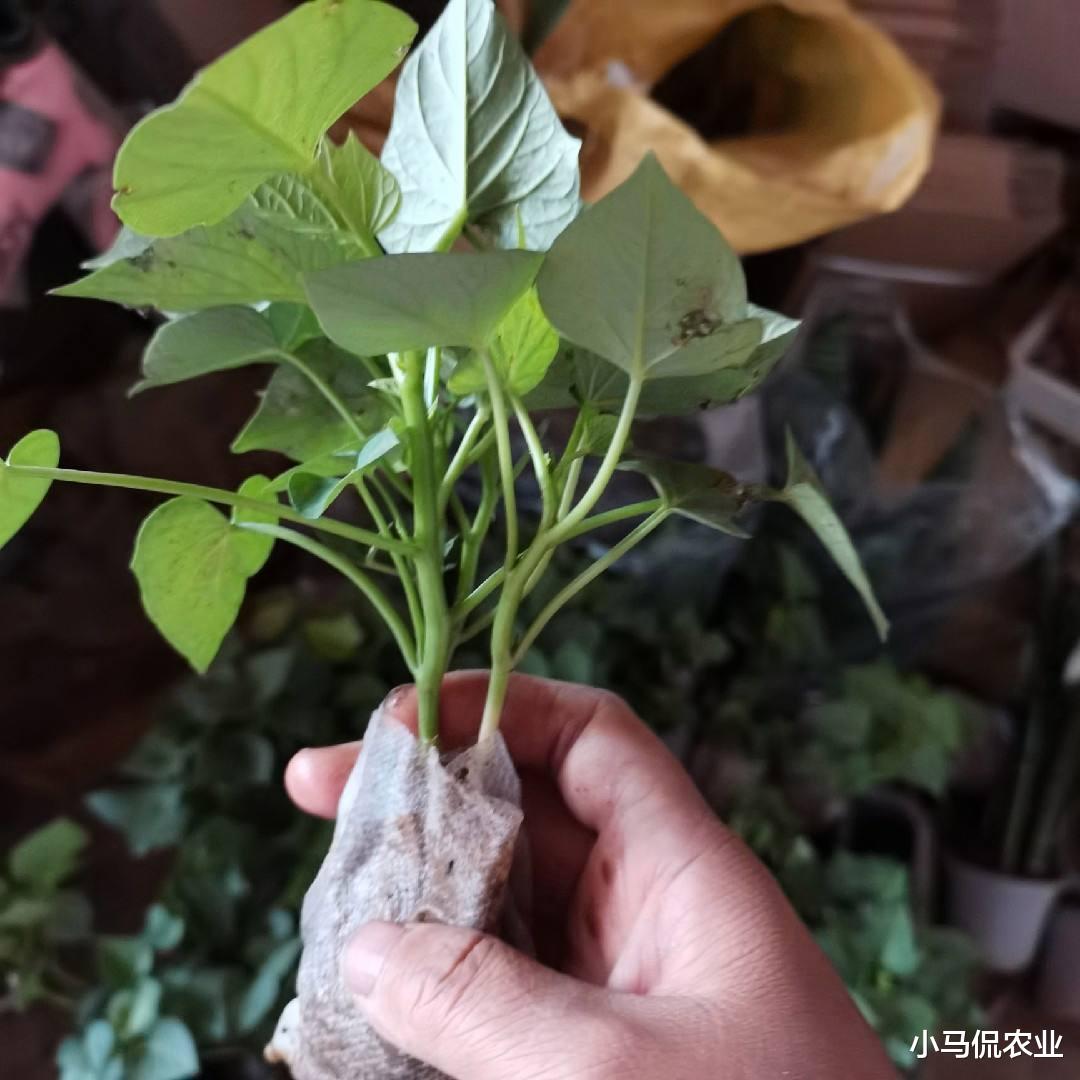 大叔把喂猪的红薯梗卖韩国1亩挣600,烘干加工1年竟卖300万,凭啥