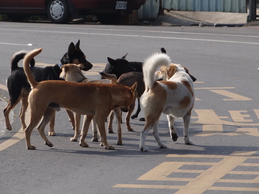 中国狂犬病防治真的走错路了?疫苗到底该给人打,还是给狗打?
