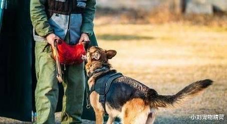 德国牧羊犬的5大缺点，网友：就算想养也不敢养啊！