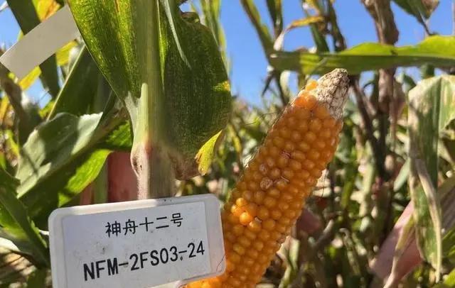 “遨游”太空的玉米种子开花结果了,看看与你们村种的有何不同?