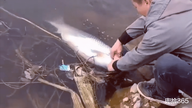 |男子好不容易钓到一条大鱼，生生让朋友给放跑了，网友：都是天意