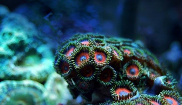 珊瑚礁|将3D打印珊瑚投入海里，能拯救珊瑚礁吗？