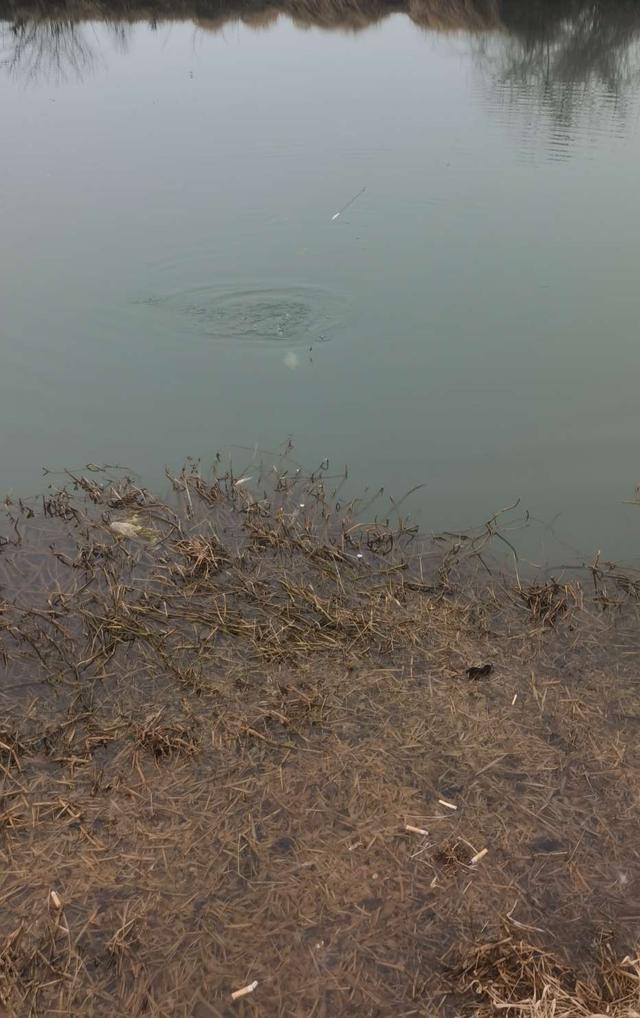 大板|坚持不懈,喜获大板鲫