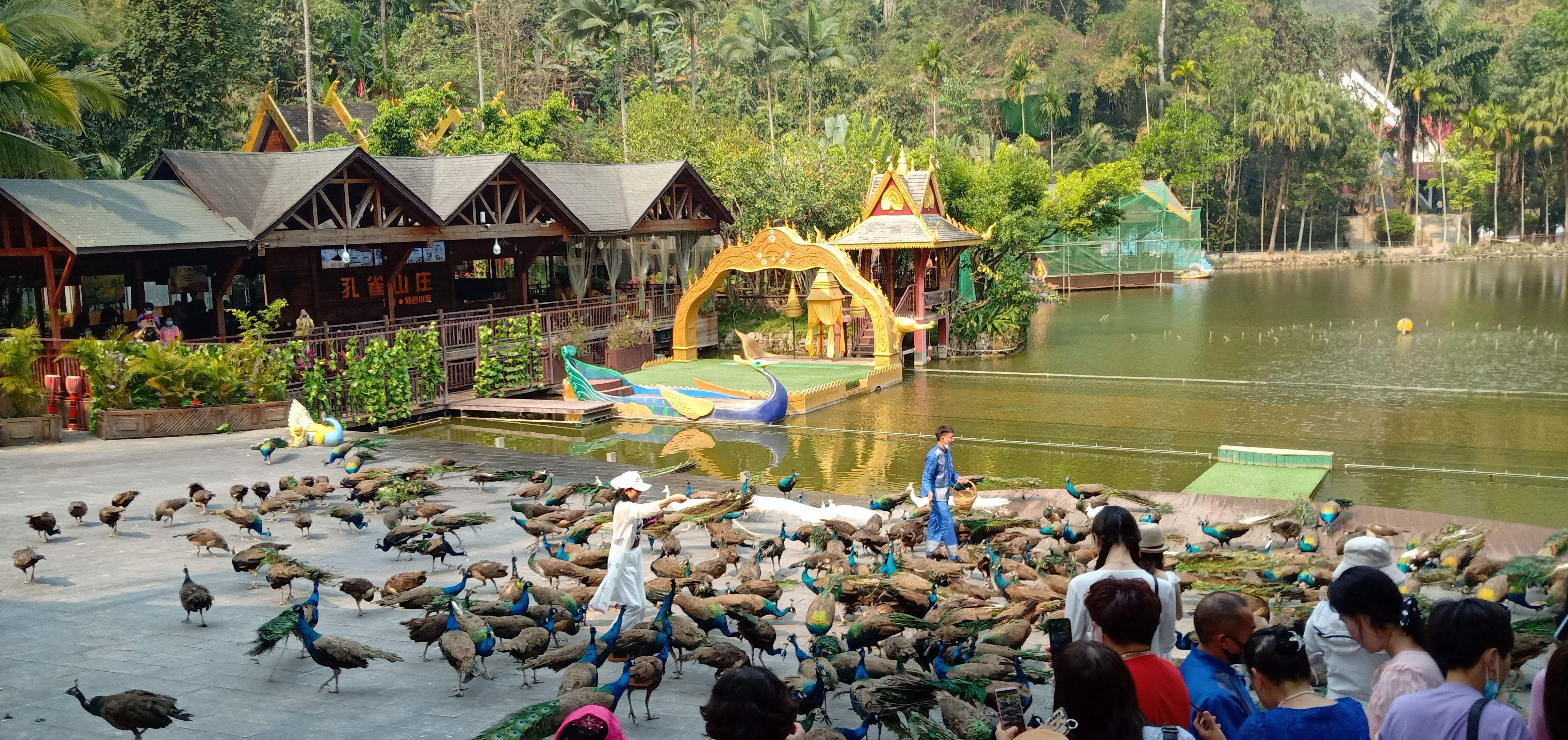 西双版纳|解封了去哪玩?推荐之一西双版纳,天然的氧吧让你不虚此行