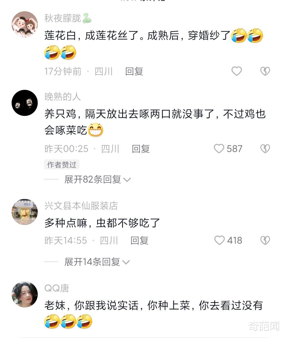 女子种菜追求纯天然无公害,收获一堆蕾丝包菜,网友:种了个寂寞