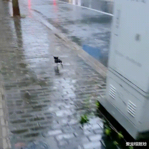 那只在雨中横冲直撞，见人就跑的小流浪猫，带回家后被宠成团宠