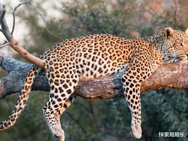 美洲狮vs花豹,究竟谁才是真正的猫科四弟呢?