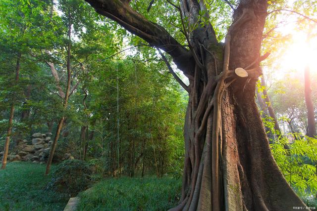 乡村庭院设计中,不可或缺的几样东西