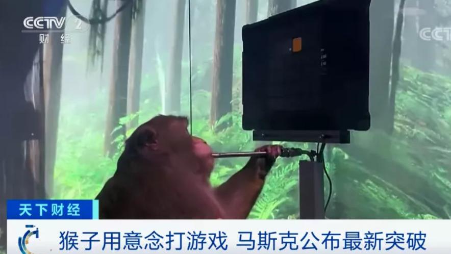 伊隆·马斯克|马斯克公司被爆“虐猴”，23只死了一大半？网友吵翻……