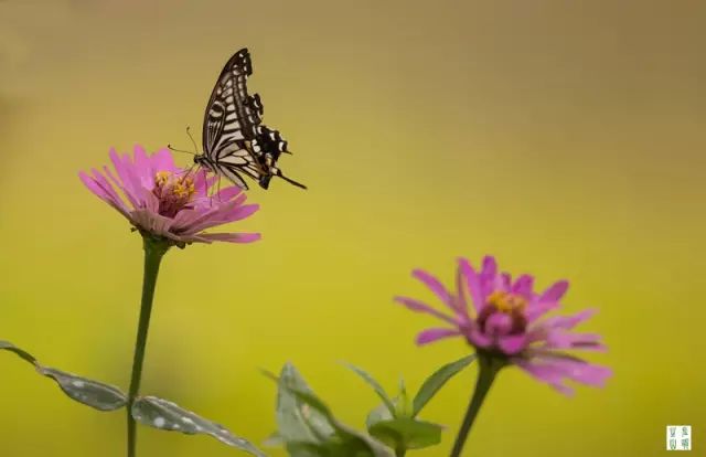 大山的视觉生活