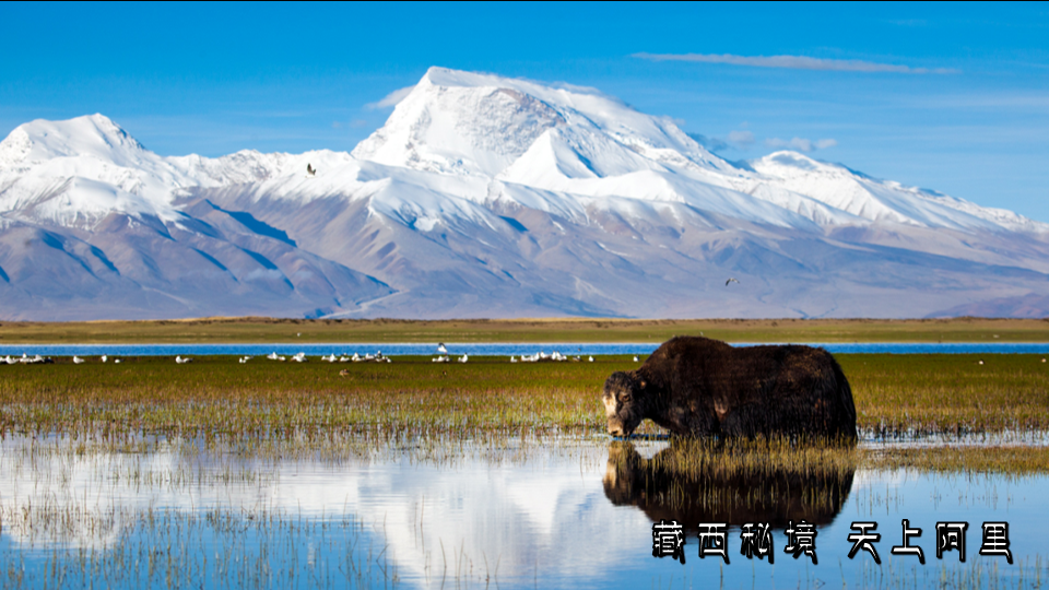 新民|西藏阿里地区2022年旅游河北专场推介会在石家庄举办