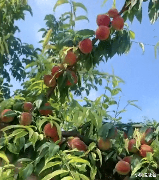 陕西:桃子树“翻墙”长进邻居家的院子,果实模样诱人,结局太暖