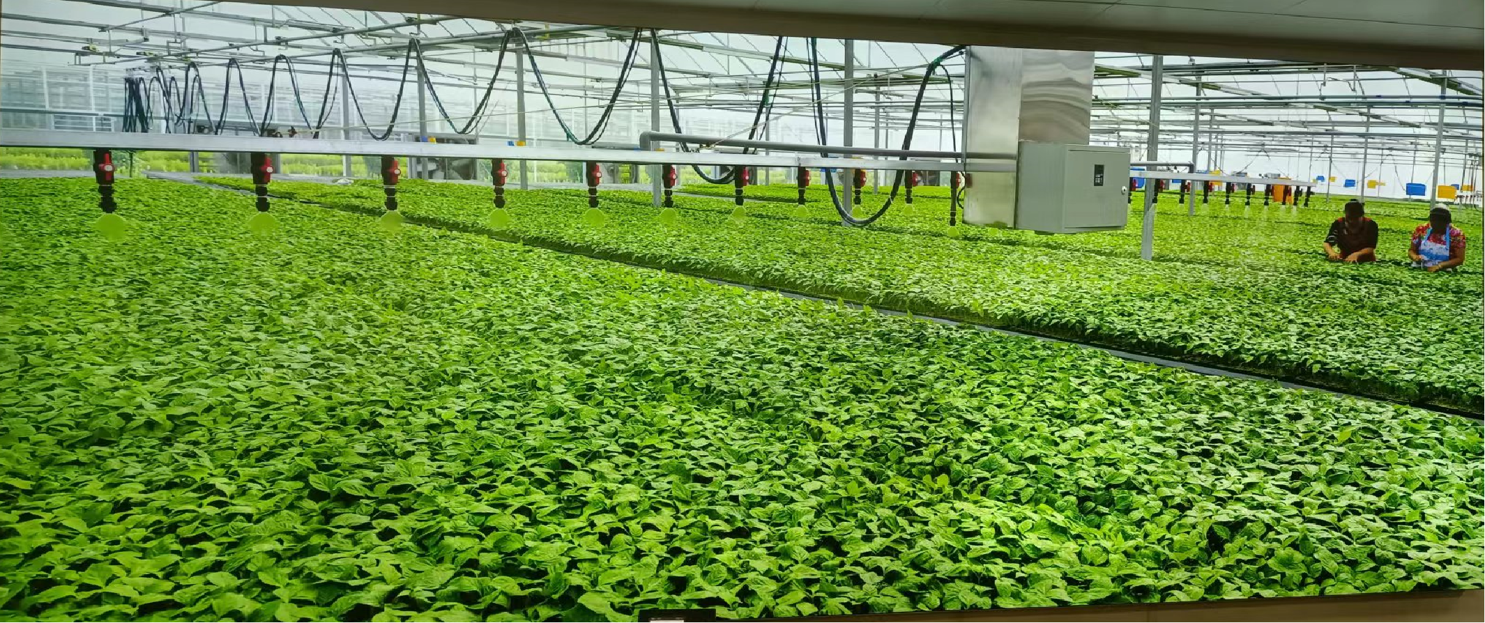 天涯区|国家职业资格证书丨农业植保员证书丨农圣教育