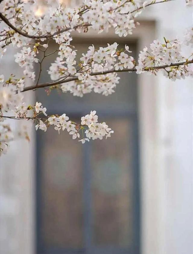 上海市|上海有7所樱花大学你知道吗？每所都是打卡拍照圣地，你去过几个