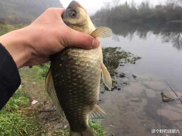天亮之后|资源好为何钓不好?秋末冬初钓大板鲫钓位与窝料,酒米效果未必好